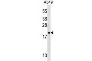 Western Blotting (WB) image for anti-Mitochondrial Ribosomal Protein L40 (MRPL40) antibody (ABIN3000389) (MRPL40 anticorps)