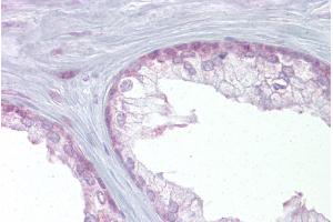 Immunohistochemistry with Prostate tissue at an antibody concentration of 5µg/ml using anti-EDF1 antibody (ARP38383_P050)