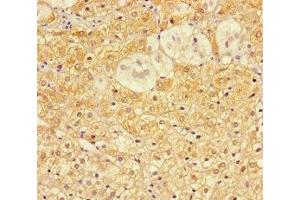 Immunohistochemistry of paraffin-embedded human adrenal gland tissue using ABIN7149134 at dilution of 1:100 (COA6 anticorps  (AA 1-125))