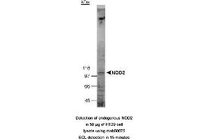 Image no. 2 for anti-Nucleotide-Binding Oligomerization Domain Containing 2 (NOD2) (AA 28-301) antibody (ABIN363229) (NOD2 anticorps  (AA 28-301))