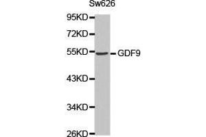 Western Blotting (WB) image for anti-Growth Differentiation Factor 9 (GDF9) antibody (ABIN1872797) (GDF9 anticorps)