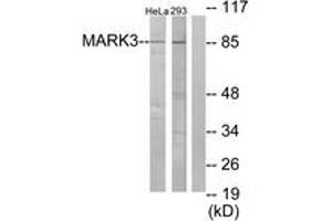 Western blot analysis of extracts from HeLa/293 cells, using MARK3 Antibody. (MARK3 anticorps  (AA 1-50))