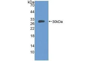 Detection of Recombinant MFGE8, Mouse using Polyclonal Antibody to Milk Fat Globule EGF Factor 8 (MFGE8)