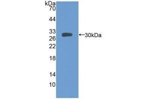 Detection of Recombinant MFGE8, Mouse using Polyclonal Antibody to Milk Fat Globule EGF Factor 8 (MFGE8) (MFGE8 anticorps  (AA 159-417))