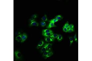 Immunofluorescence staining of HepG2 cells with ABIN7158268 at 1:166, counter-stained with DAPI. (LILRB2 anticorps  (AA 406-563))