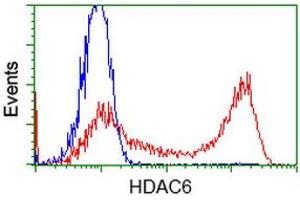 Image no. 3 for anti-Histone Deacetylase 6 (HDAC6) antibody (ABIN1498621) (HDAC6 anticorps)