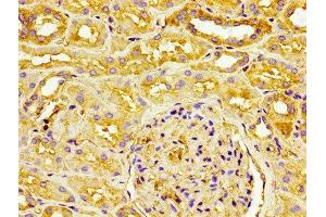 IHC image of ABIN7147154 diluted at 1:100 and staining in paraffin-embedded human kidney tissue performed on a Leica BondTM system. (CD31 anticorps  (AA 28-315))