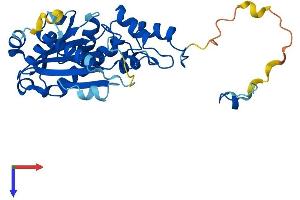 AlphaFold protein structure predicition of Human Recombinant RNASEH2A Protein, UniprotID O75792