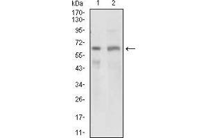 Western blot analysis using GPNMB mouse mAb against PANC1 (1) and PC-3 (2) cell lysate.