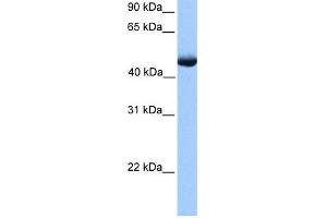 WB Suggested Anti-PAOX Antibody Titration: 0. (PAOX anticorps  (C-Term))