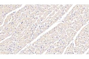Detection of ITGa5 in Bovine Cardiac Muscle Tissue using Polyclonal Antibody to Integrin Alpha 5 (ITGa5)
