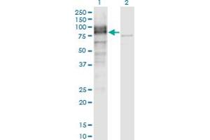Western Blot analysis of LRRN1 expression in transfected 293T cell line by LRRN1 monoclonal antibody (M05), clone 3D11. (LRRN1 anticorps  (AA 1-716))