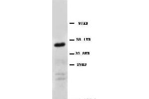 Anti-CD147 antibody, Western blotting WB: Human Fibroma Cell Lysate (CD147 anticorps  (Middle Region))