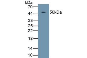 Detection of Recombinant TDO, Human using Polyclonal Antibody to Tryptophan-2,3-dioxygenase (TDO) (TDO2 anticorps  (AA 1-406))