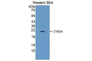 Western Blotting (WB) image for anti-Cyclophilin B (PPIB) (AA 34-216) antibody (ABIN1077712) (PPIB anticorps  (AA 34-216))