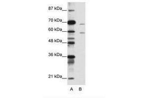Image no. 1 for anti-Forkhead Box A2 (FOXA2) (N-Term) antibody (ABIN203149) (FOXA2 anticorps  (N-Term))