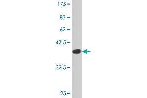 Western Blot detection against Immunogen (35.