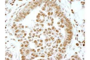 Immunohistochemistry (IHC) image for anti-Ets2 Repressor Factor (ERF) (AA 498-548) antibody (ABIN7448554) (ERF anticorps  (AA 498-548))
