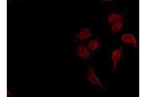 ABIN6267071 staining COS7 by IF/ICC.