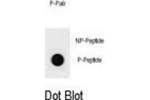 Dot blot analysis of mouse BAD Antibody (Phospho T94) Phospho-specific Pab s on nitrocellulose membrane. (BAD anticorps  (pThr94))