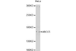 Western blot analysis of extracts of HeLa cells, using ABCC5 antibody (ABIN6291734) at 1:1000 dilution. (ABCC5 anticorps)