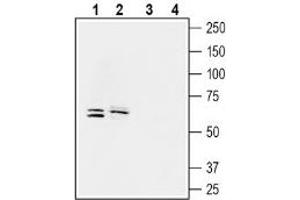 Western blot analysis of human LoVo colorectal adenocarcinoma cell line lysate (lanes 1 and 3) and human ARPE-19 retinal pigmented epithelium cell line lysate (2 and 4): - 1-2. (SLC5A8 anticorps  (C-Term, Intracellular))