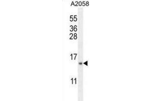 Western Blotting (WB) image for anti-Mitochondrial Ribosomal Protein S24 (MRPS24) antibody (ABIN2995673)