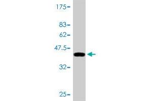 Western Blot detection against Immunogen (40.