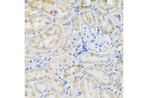 Immunohistochemistry of paraffin-embedded rat kidney using TIRAP antibody.