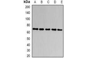 Western blot analysis of CD66a expression in A549 (A), HT29 (B), SW620 (C), mouse liver (D), mouse kidney (E) whole cell lysates. (CEACAM1 anticorps)