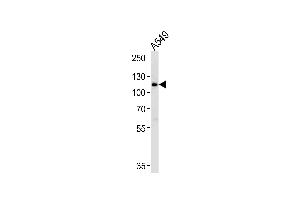 Western blot analysis of lysate from A549 cell line, using BICC1 Antibody (N-term) (ABIN1944768 and ABIN2838511). (BICC1 anticorps  (N-Term))