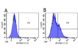 Flow-cytometry using the anti-CD25 (IL2R) research biosimilar antibody Basiliximab   Human lymphocytes were stained with an isotype control (panel A) or the rabbit-chimeric version of Basiliximab ( panel B) at a concentration of 1 µg/ml for 30 mins at RT. (Recombinant IL2RA (Basiliximab Biosimilar) anticorps)