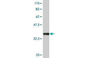 Western Blot detection against Immunogen (33. (NPY anticorps  (AA 29-97))