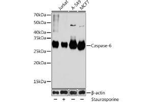 Western blot analysis of extracts of various cell lines, using Caspase-6 antibody (ABIN7266119) at 1:1000 dilution. (Caspase 6 anticorps)