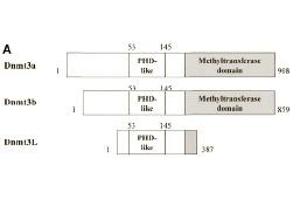 Schematic representation of the Dnmt3 family members. (DNMT3L anticorps  (AA 152-164))