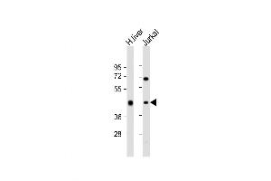Western Blot at 1:2000 dilution Lane 1: human liver lysate Lane 2: Jurkat whole cell lysate Lysates/proteins at 20 ug per lane. (ADH1B anticorps  (AA 209-237))