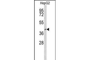 Western blot analysis of FOXP3 Antibody (Center) (ABIN650728 and ABIN2839416) in HepG2 cell line lysates (35 μg/lane). (FOXP3 anticorps  (AA 155-182))