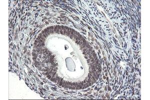 Image no. 9 for anti-Golgin, RAB6-Interacting (GORAB) (AA 35-394) antibody (ABIN1491441)