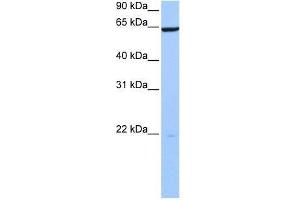 PAXIP1 antibody used at 0. (PAXIP1 anticorps  (N-Term))
