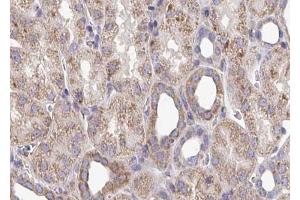 ABIN6272955 at 1/100 staining Mouse kidney tissue by IHC-P. (ATP5B anticorps  (Internal Region))