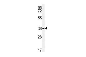 ATP1B1 Antibody (Center) (ABIN652047 and ABIN2840520) western blot analysis in WiDr cell line lysates (35 μg/lane).