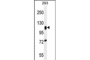 N2A1 Antibody (Center) (ABIN654920 and ABIN2844565) western blot analysis in 293 cell line lysates (35 μg/lane). (alpha-Mannosidase II anticorps  (AA 456-482))