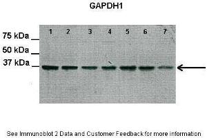 Lanes:   Lane 1-7: 30 ug rat heart extract  Primary Antibody Dilution:   1:2000  Secondary Antibody:   Anti-Rabbit HRP  Secondary Antibody Dilution:   1:3000  Gene Name:   GAPDH  Submitted by:   Yanfei QI, University of Florida (GAPDH anticorps  (Middle Region))