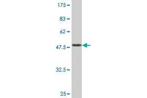 Western Blot detection against Immunogen (47.