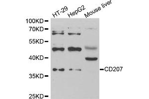 Western blot analysis of extracts of various cell lines, using CD207 antibody. (CD207 anticorps)