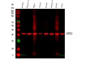 Western blot analysis of APEX1 using anti-APEX1 antibody (ABIN3043785).