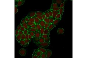 Confocal Immunofluorescence of MCF-7 cells EpCAM Mouse Monoclonal Antibody (EGP40/1373). (EpCAM anticorps  (Extracellular Domain))