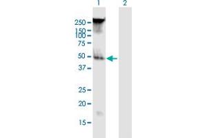 Western Blot analysis of FAM55B expression in transfected 293T cell line by FAM55B MaxPab polyclonal antibody. (NXPE2 anticorps  (AA 1-365))