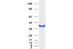 Validation with Western Blot