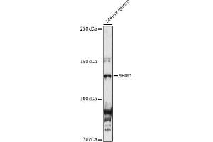 Western blot analysis of extracts of Mouse spleen, using SHIP1 antibody (ABIN3015068, ABIN3015069, ABIN6213623 and ABIN6213625) at 1:1000 dilution.